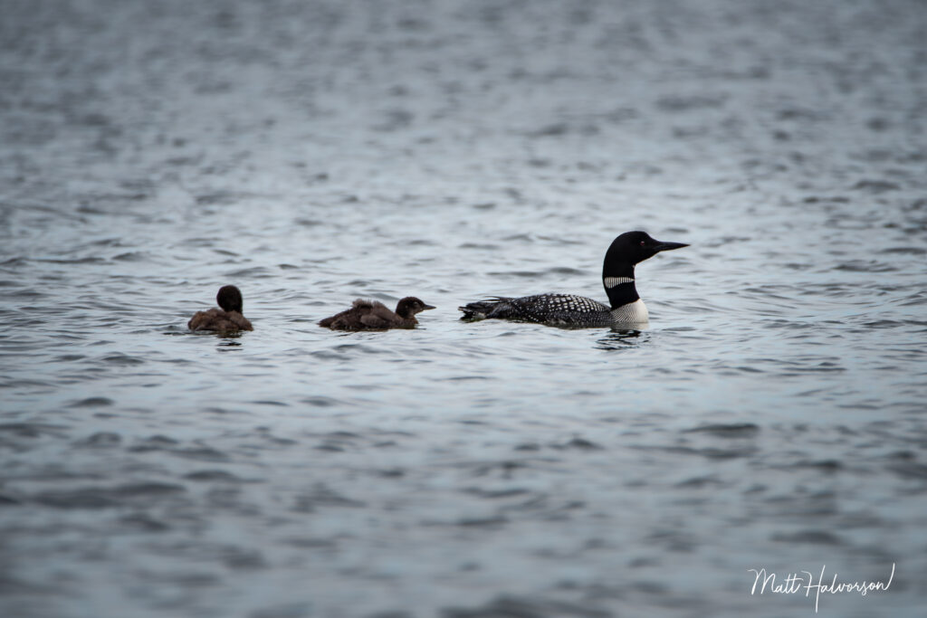 A loon and its two chicks following