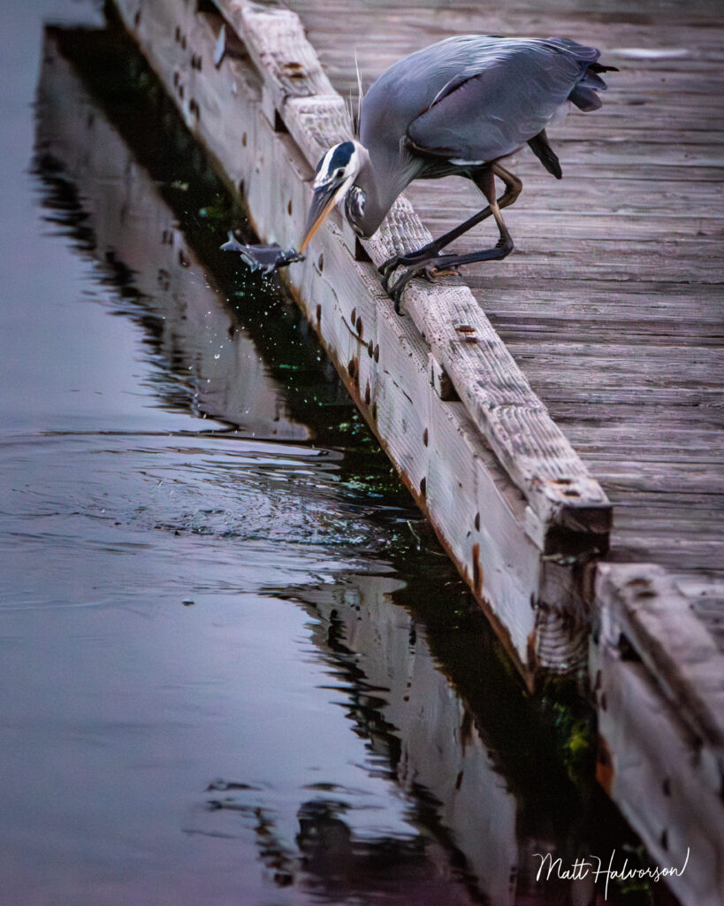 A heron snaps a fish out of the water in the twilight hours of sunset.