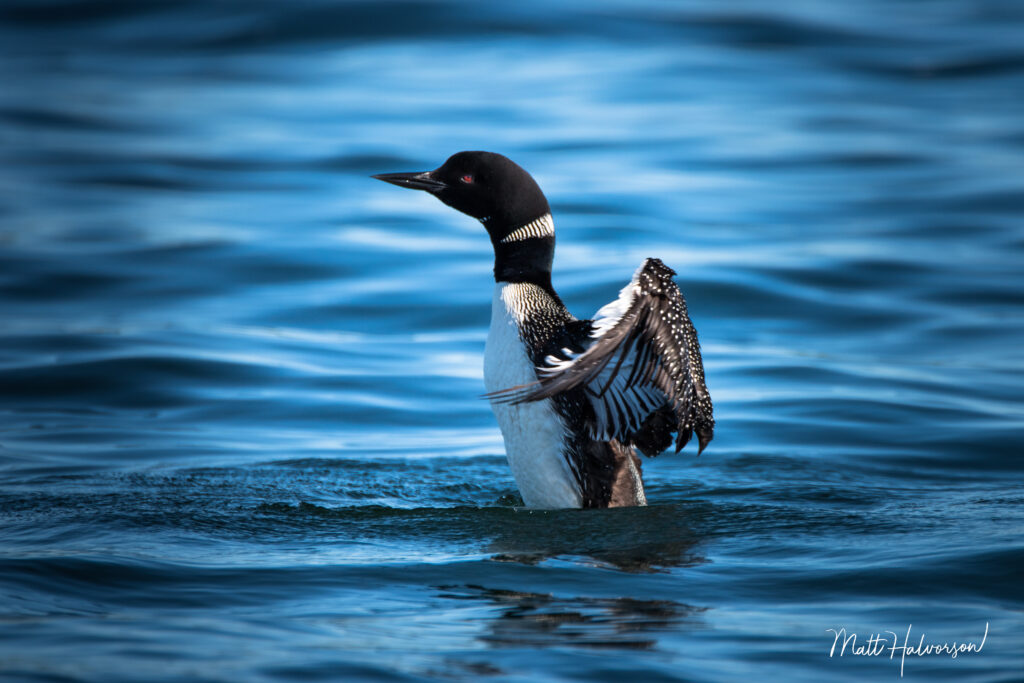 In the blue waters of Lake Lida, a loon flaps off water after it comes up from a deep dive in the lake. 