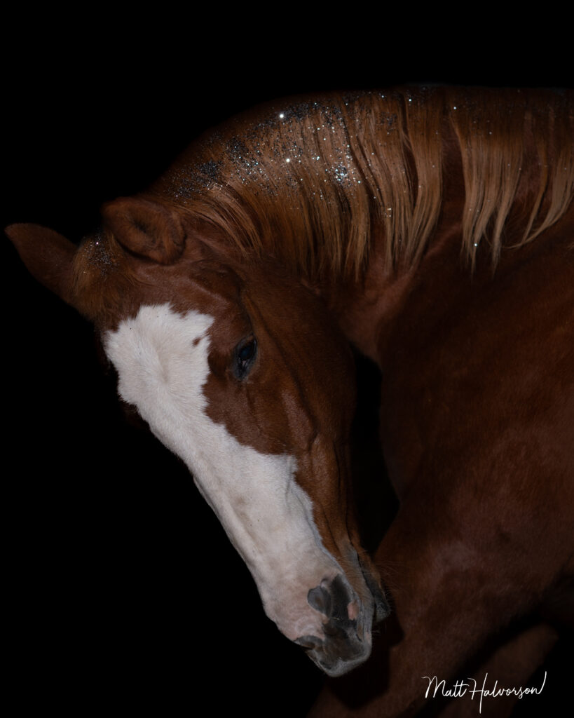 A chestnut horse with a white blaze stands against a black background, its mane dusted with subtle sparkles that catch the light in a dramatic fine‑art portrait.