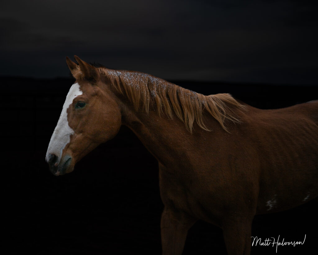 A brown horse with a white face stands against a dark background, its coat softly illuminated to highlight texture and detail in a dramatic, fine‑art portrait style.