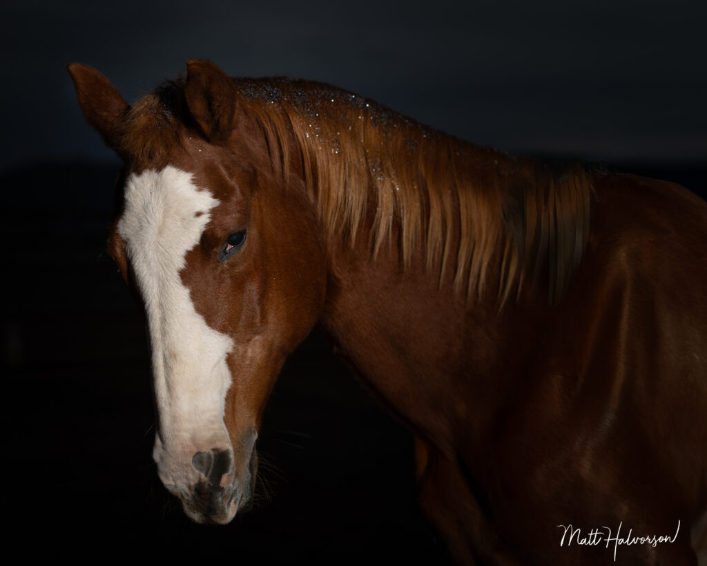 A close-up portrait of a brown horse with a white blaze, softly lit against a black background, emphasizing the horse’s expressive eye and textured mane.